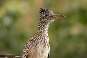 A roadrunner pauses for a moment, looking to the right, in it's constant search for food. The leaves of the tree behind it make a soft out of focus background.