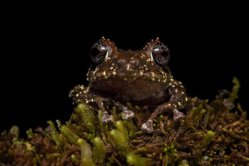 Pristimantis cruentus is a species of frog in the family Strabomantidae, sometimes known as the...