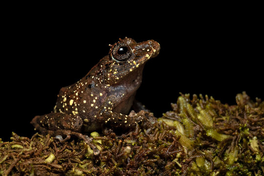 Pristimantis cruentus is a species of frog in the family Strabomantidae, sometimes known as the Chiriqui robber frog. It is found in Costa Rica, Panama, and north-western Colombia.