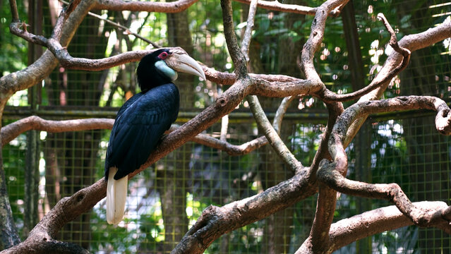 Enggang or Rangkong or Hornbills or Aceros cassidix in Citra Satwa Celebes , Gowa, Indonesia.