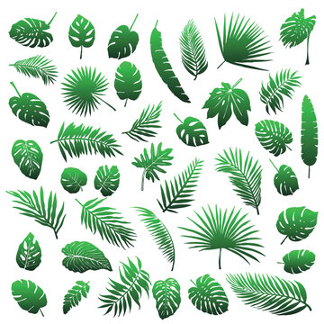A large set of palm leaves and other tropical leaves