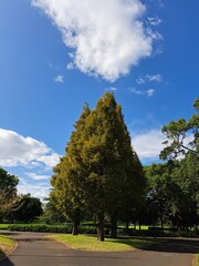 Fototapeta na wymiar trees in the park