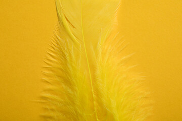 Bright yellow feather background, beautiful bird feather close up, macro photo
