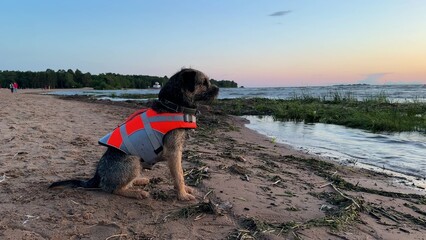 rescue dog, dog in a life jacket on the beach