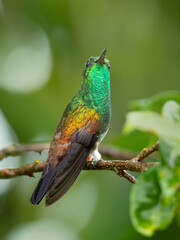 The snowy-bellied hummingbird (Saucerottia edward), also known as snowy-breasted hummingbird, is a species of hummingbird in the 