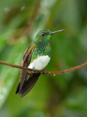 Fototapeta premium The snowy-bellied hummingbird (Saucerottia edward), also known as snowy-breasted hummingbird, is a species of hummingbird in the 