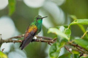 The snowy-bellied hummingbird (Saucerottia edward), also known as snowy-breasted hummingbird, is a species of hummingbird in the "emeralds", tribe Trochilini of subfamily Trochilinae. 