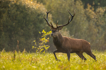 Deer male buck ( Cervus elaphus ) during rut