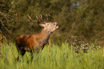 Deer male buck ( Cervus elaphus ) during rut