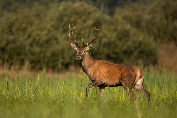 Deer male buck ( Cervus elaphus ) during rut