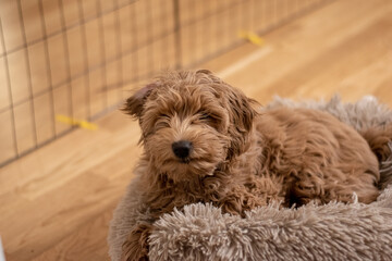 Cream colored Australian Labradoodle pup lying in fluffy bed. 15 weeks old puppy.