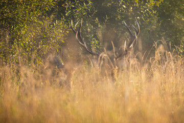 Deer male buck ( Cervus elaphus ) during rut