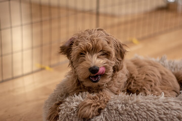 Cream colored Australian Labradoodle pup lying in fluffy bed. 15 weeks old puppy.