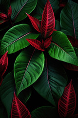 Unique vibrant texture of green and red glossy leaves