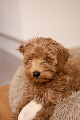 Cream colored Australian Labradoodle pup lying in fluffy bed. 15 weeks old puppy.