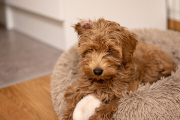 Cream colored Australian Labradoodle pup lying in fluffy bed. 15 weeks old puppy.