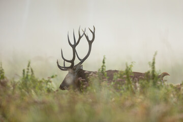 Deer male buck ( Cervus elaphus ) during rut