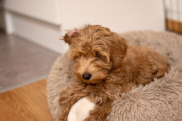 Cream colored Australian Labradoodle pup lying in fluffy bed. 15 weeks old puppy.