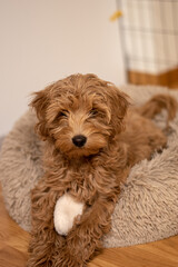 Cream colored Australian Labradoodle pup lying in fluffy bed. 15 weeks old puppy.