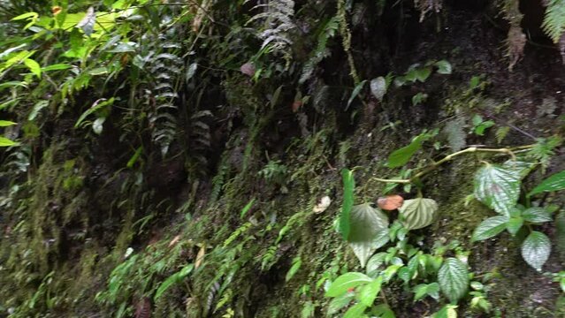 deep valley with rainforst at Oso Andino reserve, a place where spectacled bears can be found in Ecuador.