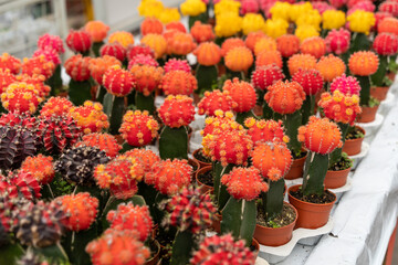 Colorful cactus in the garden.