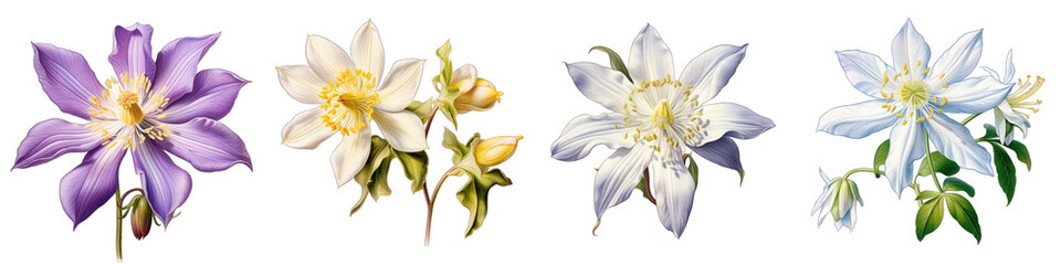 Western Columbine Flower Hyperrealistic Highly Detailed Isolated On Transparent Background PNG File