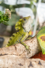 Close-up view of a Horned tree lizard on the tree branch