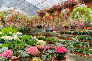 Beautiful colorful flowers selling in the plant nursery.