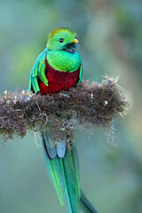 Resplendent quetzal (Pharomachrus mocinno) is a small bird found in southern Mexico and Central America that lives in tropical forests, particularly montane cloud forests.