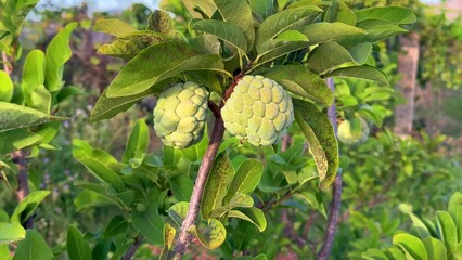 Custard apple tropical exotic fruit. Sugar Apple, Annona, sweetsop. Thai or Vietnam fruit is...