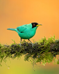 The green honeycreeper (Chlorophanes spiza) is a small bird in the tanager family. It is found in the tropical New World from southern Mexico south to Brazil, and on Trinidad. 