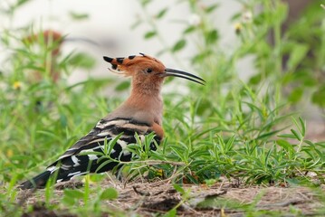 A woodpecker is walking in search of food.