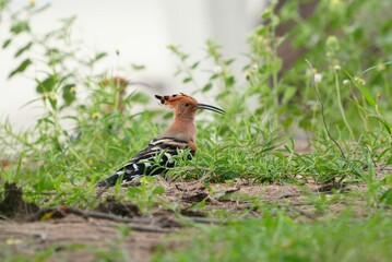 A woodpecker is walking in search of food.