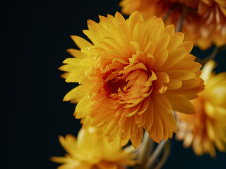 Set with beautiful dry flowers on a black background