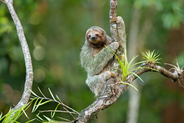 The brown-throated sloth (Bradypus variegatus) is a species of three-toed sloth found in the...