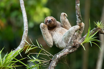 The brown-throated sloth (Bradypus variegatus) is a species of three-toed sloth found in the Neotropical realm of Central and South America.