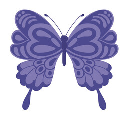 butterfly insect purple