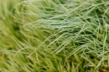 Green grass with dew drops close-up. Summer photo with green grass covered with raindrops