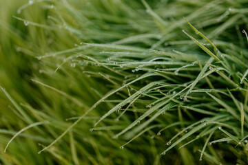 Fototapeta na wymiar Green grass with dew drops close-up. Summer photo with green grass covered with raindrops