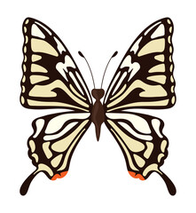 butterfly exotic illustration