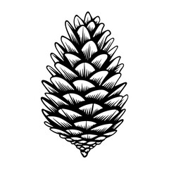 Pine and fir cone collection, drawing, engraving, ink, line art, vector