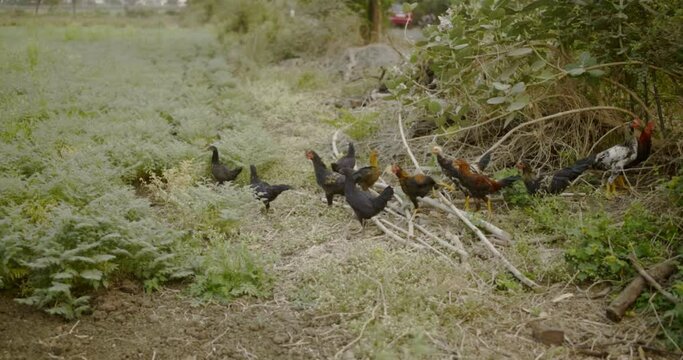 Feathered Beauty: Indian Rooster Stock Footage, Beautiful Indian Rooster Crowing