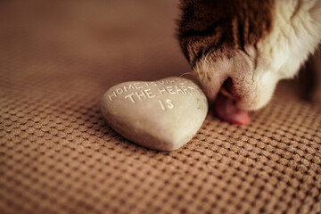 Cat licking a heart stone - obrazy, fototapety, plakaty