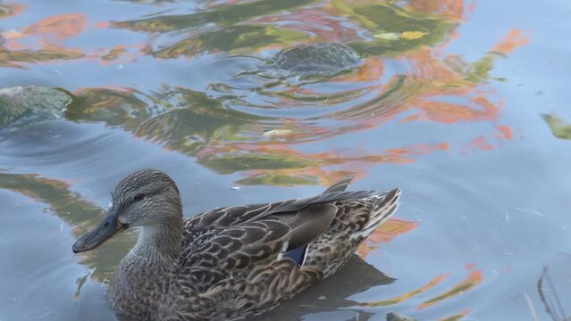 wild  mallard ducks ( anas platyrhynchos) swimming in the beautiful pond at autumn day. close up. wild life