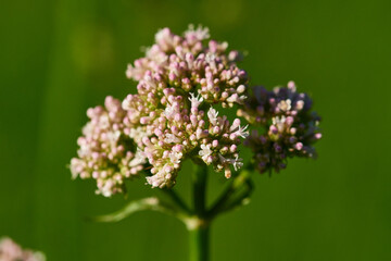 Schafgarbe (Achillea millefolium L.)	
