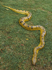 Anaconda on the ground in Peru Amazon rainforest 