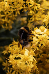 bee on a yellow flower
