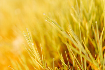 Cobweb with dew drops and spider close-up. Summer photo with bright yellow and green grass covered with raindrops. Summer background. Autumn background. Fall season