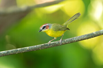 Rufous-capped warbler (Basileuterus rufifrons) is a New World warbler native from Mexico south to Guatemala