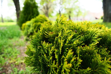 Sheared thuja on the lawn. Shaping the crown of thuja. Garden and park. Floriculture and horticulture. Landscaping of urban and rural areas. Yellow-green leaves and needles of coniferous plant